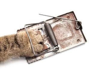 הרצאה דיגיטלית לצפייה באתר - מלכודת התענוג