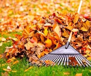 הרצאה דיגיטלית לצפייה באתר - פסולת חוקי הניקוי בגוף ובנפש